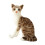 Gray Plush Cat Doll Soft Stuffed Toy 35cm 4