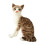Gray Plush Cat Doll Soft Stuffed Toy 35cm 5