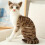 Gray Plush Cat Doll Soft Stuffed Toy 35cm 8