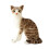 Gray Plush Cat Doll Soft Stuffed Toy 35cm 6
