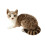 Gray Plush Cat Doll 40cm Soft Stuffed Toy 3