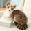 Gray Plush Cat Doll 40cm Soft Stuffed Toy 6