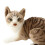 Gray Plush Cat Doll 40cm Soft Stuffed Toy 7