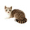 Gray Plush Cat Doll 40cm Soft Stuffed Toy 4