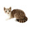 Gray Plush Cat Doll 40cm Soft Stuffed Toy 5