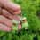Frog Animal Earrings for Women Statement Design 1 Pair 8