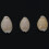 Shell Beads for Jewelry Making 50 pcs 8