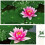 Artificial Floating Foam Lotus Leaves 24 pcs 4 sizes 4