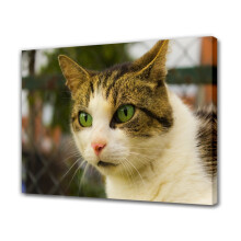 Tabby Cat Canvas Poster Brown White Green Eyes 12x18 inch