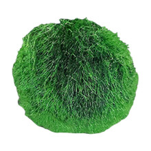 Live Pebbles Aquarium Decoration Green 1.3-1.6 Inches