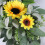 Sunflower swag with eucalyptus leaves 1 piece 5