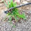 Garden Hoe Steel Weeding Tool Small Size 6
