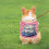 Pet Vest Stylish and Functional 1 Piece 7