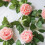 Artificial Peony Vine Garland 180 cm 3