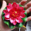 Artificial Lotus Flower Floating Decor 1 Piece 4