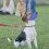 Dog Muzzle Blue Medium Adjustable Nylon for Small to Large 2