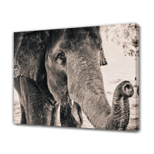Black and White Elephant Head Canvas Poster 20x30cm