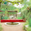 Hummingbird Feeder Red Pipe Design 1 Piece 4
