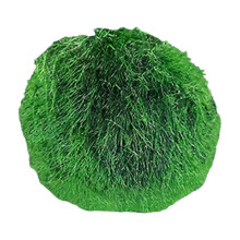 Live Pebbles for Fish Tank Decoration Green 1.3-1.6 Inches