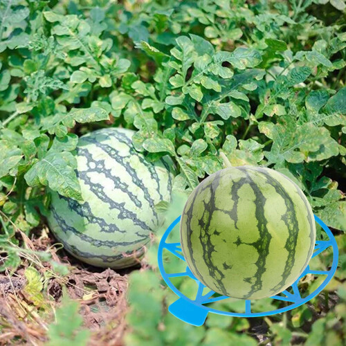 Watermelon Support Tray Plastic Anti-Rot Garden Tray 1