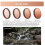 Lens Filter Set for DJI Action 5 Pro Osmo Action 4/3 CPL 5