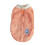 Dog Autumn Winter Clothes for Small Medium Dogs 2