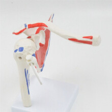 Muscle Shoulder Model, Human Anatomy Right Shoulder Joint Muscle Model, Doctor Office and Classroom Anatomy Model