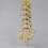 Teaching Equipment Model 5-Segment Lumbar Spine with Sacral Accessory Orthopedic Teaching Display Teaching Aids 3