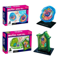 Animal Cell 4d Model Anatomy Microscopic Biology Teaching Tool Microstructure