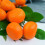 Artificial Orange Fruit Decor 9 pcs 4