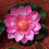 Artificial Floating Water Flower Ornament 5 pcs 4