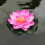 Artificial Floating Water Flower Ornament 5 pcs 2