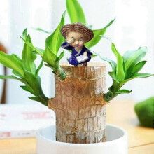 (D) 4-Piece Brazilian Wood Potted Plant Decor Set, Perfect for Home & Office Decoration_qlsg
