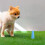 2St Dierentoilet Trainingskolom PP Huis En 3