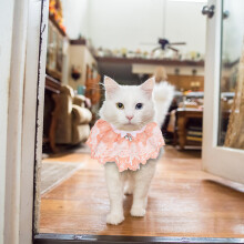 1Kattenband Kant Bib Roze Met Belletjes Charmante Huisdierenkleding