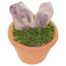 Decoratieve Paars Kristallen Nepplant in Pot