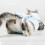 1Kattenherstelpak Comfortabel Kattenkleding Postoperatief 8
