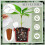500Ml Automatic Drip Irrigation System Automatic Watering Flower Pot  Plant Irrigation  Device 4