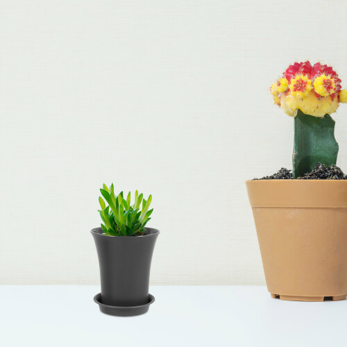 10St Compacte PP Met Waterafvoer Voor Succulenten En 2