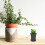 10St Compacte PP Met Waterafvoer Voor Succulenten En 8