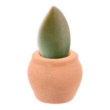 8St Mini Bloempotjes Voor Succulenten En Kleine