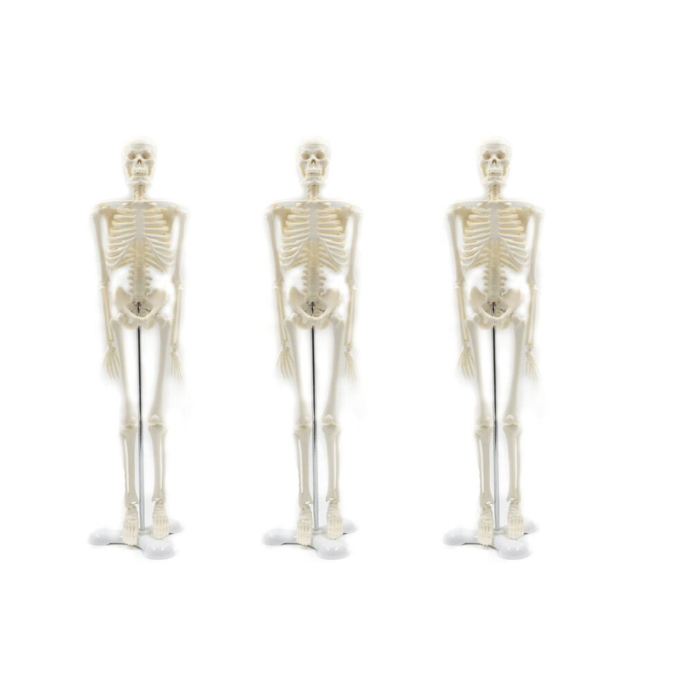 3X 45Cm Human Anatomical Anatomy Skeleton Model Poster Learn Aid Anatomy Human Skeletal Model 6033209792968
