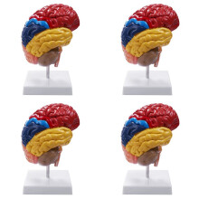 4X Cerebral Anatomical Model Anatomy 1:1 Half Brain Brainstem Teaching Lab Supplies