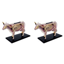 2X Dierorgaan Anatomie Model 4D Koe Intelligentie Assembleren Speelgoed Onderwijs Anatomie Model Koe Gemonteerd Model Dier