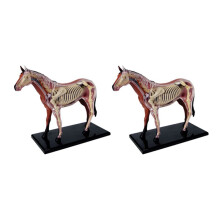 2X Animal Organ Anatomy Model 4D Horse Intelligence Assembling Toy Teaching Anatomy Model DIY Popular Science Appliances