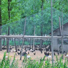 (4x10m) Bird Proof Net, Garden Fence And Crop Protection Fence Net, Bird Proof Deer Cat Dog Chicken