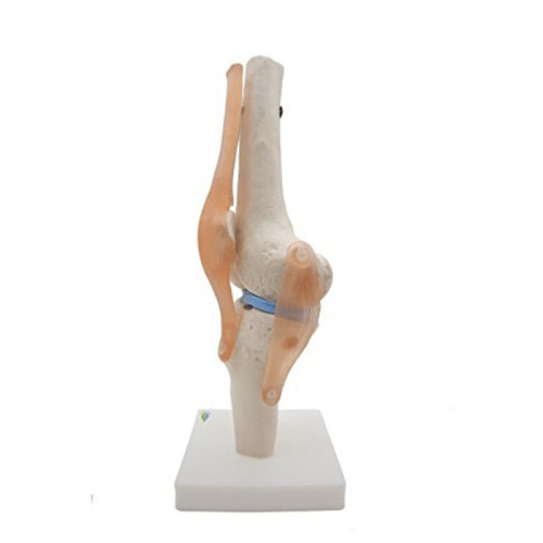 2X Anatomical Knee Joint with Ligaments Model, Life Size 1