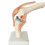 2X Anatomical Knee Joint with Ligaments Model, Life Size 5