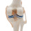 2X Anatomical Knee Joint with Ligaments Model, Life Size 6