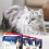Beaphar Beaphar - Dimethicare Line-On Flea & Tick Control for Cats – 3 pipettes - Physic 7